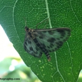 My Patch - Small Magpie Moth (Eurrhypara hortulata)