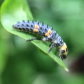 My Patch - 7-spot ladybird larvae