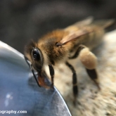 My Patch - Honey bee (Apis mellifera)