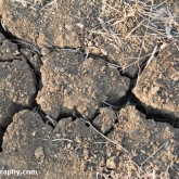 My Patch - Dry cracked soil