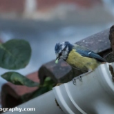 Blue Tit with food
