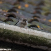 My Patch - Fledgling house sparrow
