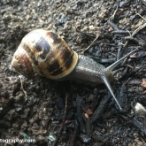 My Patch - Brown Garden Snail