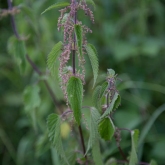My Patch - Stinging nettle