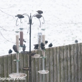 My Patch - Starlings