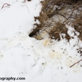 My Patch - Rabbit snow tracks and burrow entrance