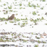 My Patch - Song thrush
