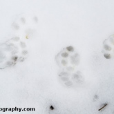 My Patch - Cat snow tracks
