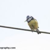 Blue Tit carrying food Blue Tit carrying food