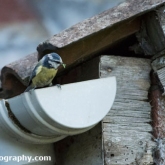 Blue Tit carrying food Blue Tit carrying food