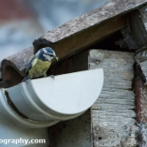 Blue Tit carrying food