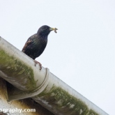 My Patch  - Starling with food