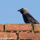 My Patch  - Jackdaw with food