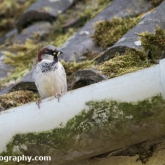 My Patch  - House sparrow with food