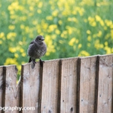 My Patch - Fledging starling