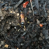 My Patch - Lchneumon wasp?