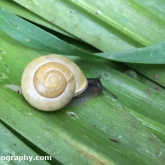 My Patch - Banded Snail