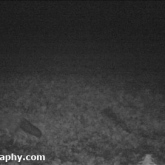 A fox recorded on the TrailCam