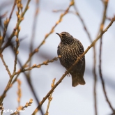 My Patch - Starling