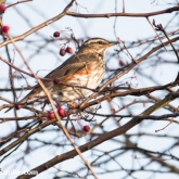 My Patch - Redwing