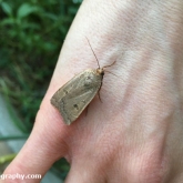 My Patch - Lesser Yellow Underwing (Noctua comes)