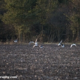 My Patch - Gulls feeding in the field