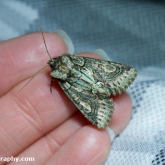 My Patch - Green-brindled Crescent