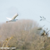 Little egret Little egret