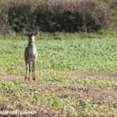 Roe deer Roe deer