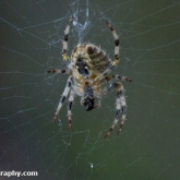 My Patch - Garden spider (Araneus diadematus)