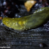 My Patch - Green cellar slug