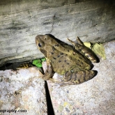 My Patch - Common frog