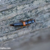 My Patch - Rove beetle (Othius punctulatus) My Patch - Rove beetle (Othius punctulatus)