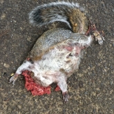 Squirrel Roadkill