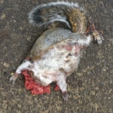 Squirrel Roadkill Squirrel Roadkill