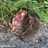 Hedgehog Roadkill