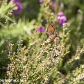 RSPB Arne - Gatekeeper Butterfly
