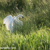 RSPB Greylake - Mute swan