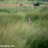 RSPB Greylake - Roe Deer