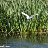 RSPB Ham Wall -Little Egret