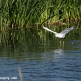 RSPB Ham Wall -Little Egret