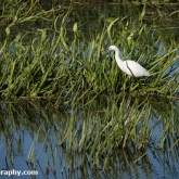 RSPB Ham Wall - Little Egret