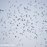 RSPB Ham Wall - Starlings