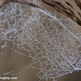 RSPB Ham Wall - Water droplets on spider web