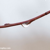 RSPB Ham Wall - Water droplet on a twig