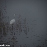 RSPB Ham Wall - Great white egret