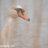 RSPB Lodmoor - Mute Swan