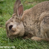 RSPB Lodmoor - Rabbit