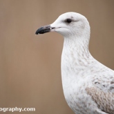 RSPB Radipole - Herring Gull