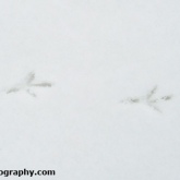 Pheasant snow tracks